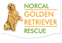 Norcal Golden Retriever Rescue